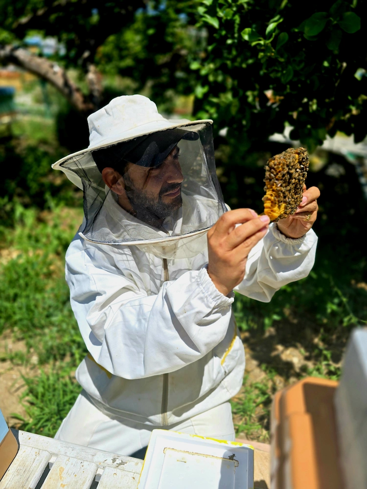 Queen and brood nest assessment
