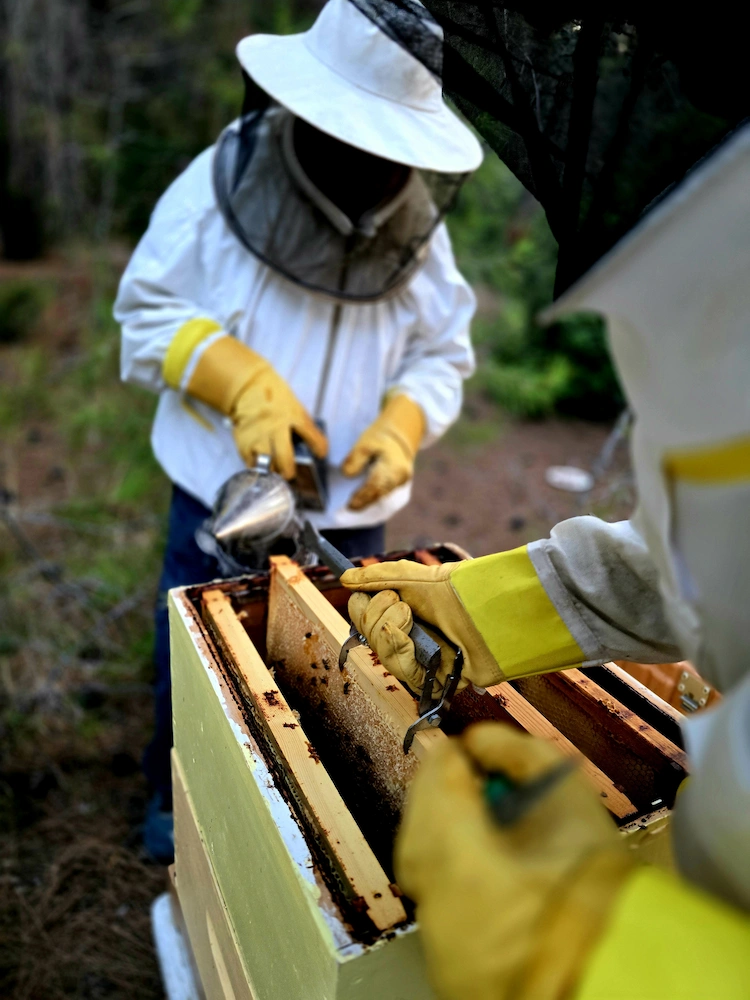 Honey bees at work in a Cyprus apiary