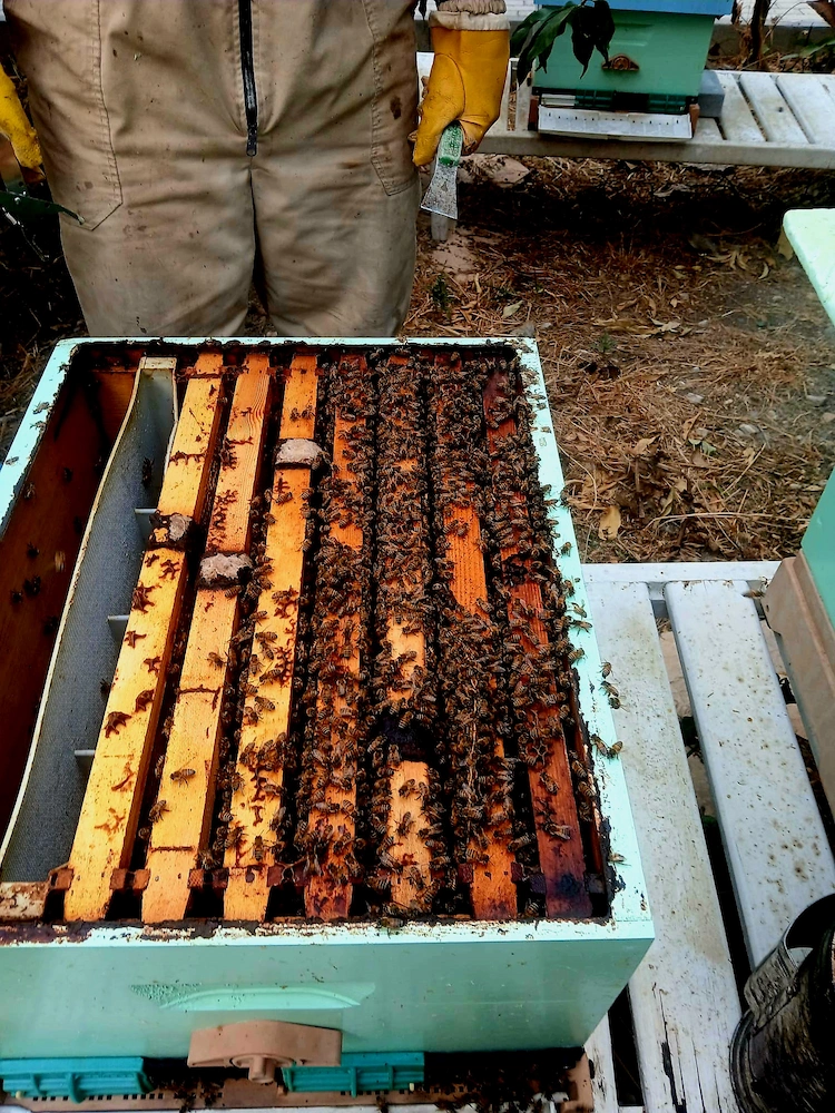 Swarm support and colony management